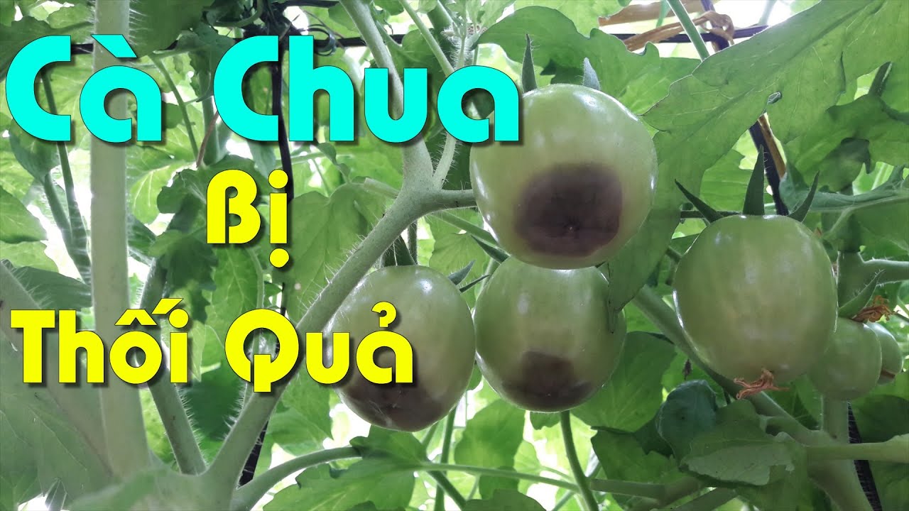 Cà Chua Bị Thối Quả, Đen Quả | Cách Phòng Chống Và Khắc Phục