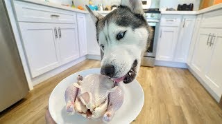 Husky Vs Whole Hen! (Asmr)