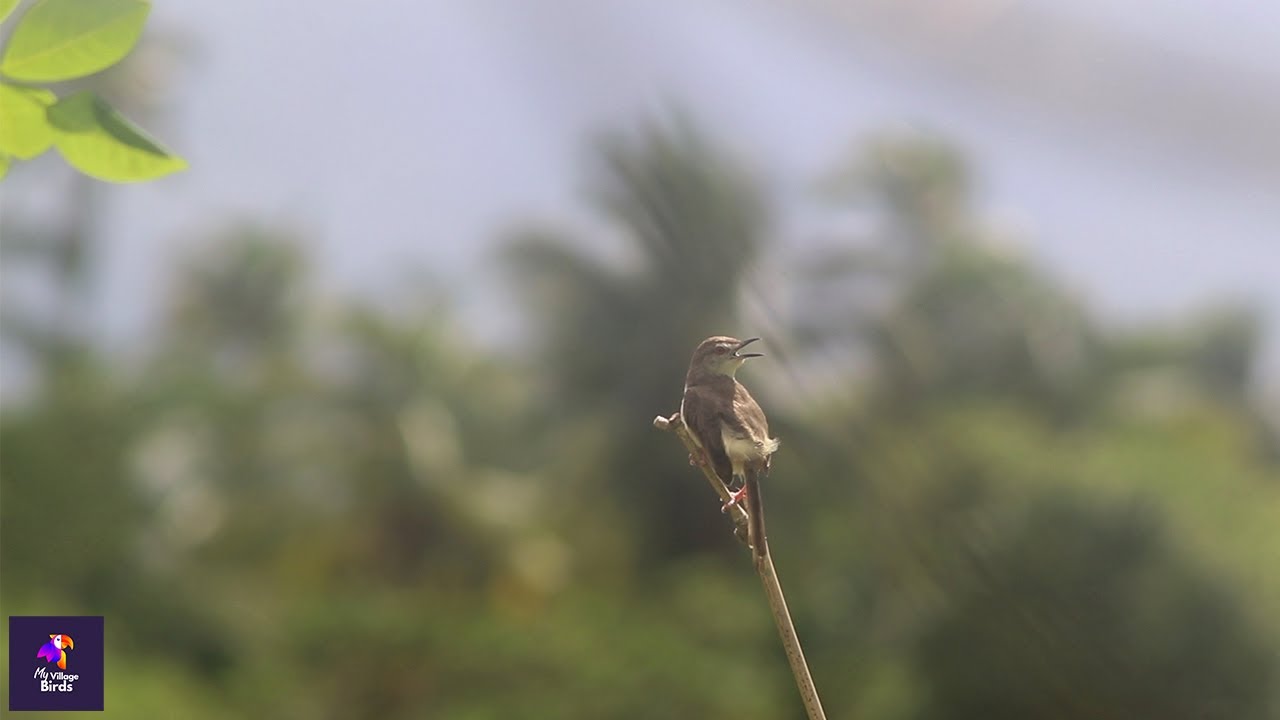 Enchanting Plain Prinia Bird Song and Fascinating Behavior | Birdwatching Delight | Prinia inornata