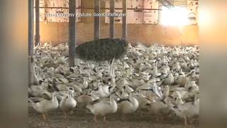 California's Foie Gras Food Fight