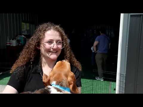 1,500 beagles rescatados de laboratorio de investigación biomédica en Wisconsin
