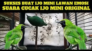 SUARA Cucak Ijo Mini | Pancing Emosi Burung Lawan
