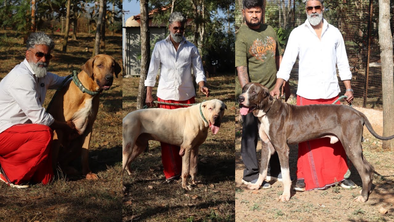 മനുഷ്യനേക്കാൾ ഉയരമുള്ള നായകൾ Bullykutta Dogs 