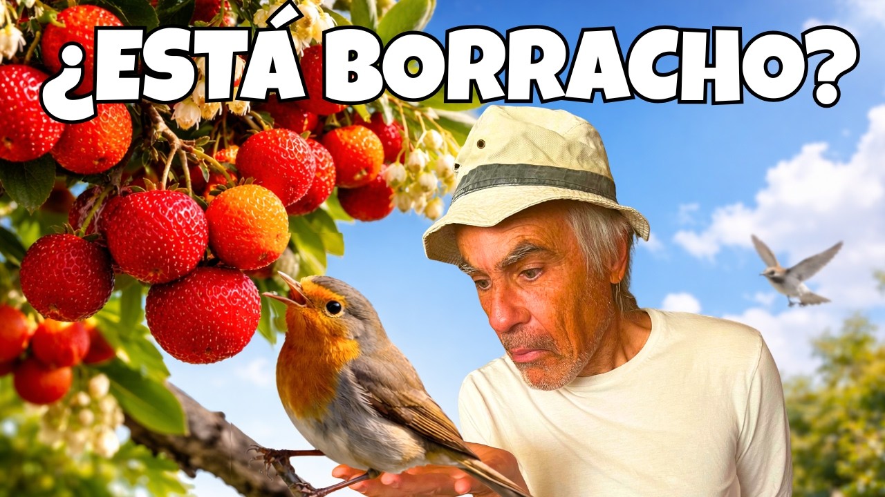 El Madroño, el Árbol que representa a Madrid… y Emborracha Pájaros