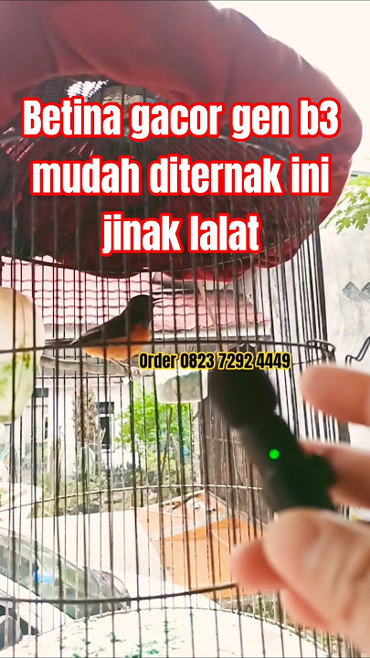 Betina gacor gen b3 mudah diternak ini jinak lalat‼️tidak takut dgn manusia bs ternak dlm rumah ini