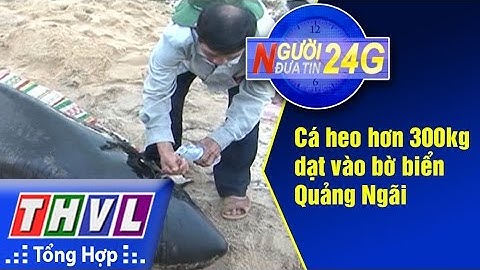 THVL | Người đưa tin 24G: Cá heo hơn 300kg dạt vào bờ biển Quảng Ngãi