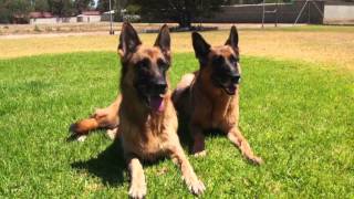 dog boarding kennels - Virginia Penfield Kennels & Cattery