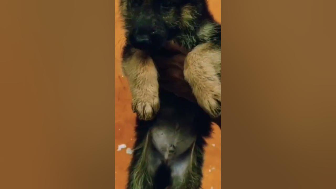 german-shepherd-long-caot-top-quality-sabse-low-price-per-kharidne-ke