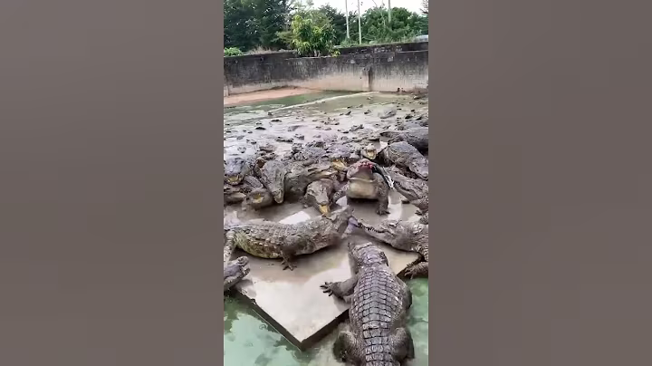Working every day ! You need this job , Feeding to crocodile at farm #crocodile #short EP14