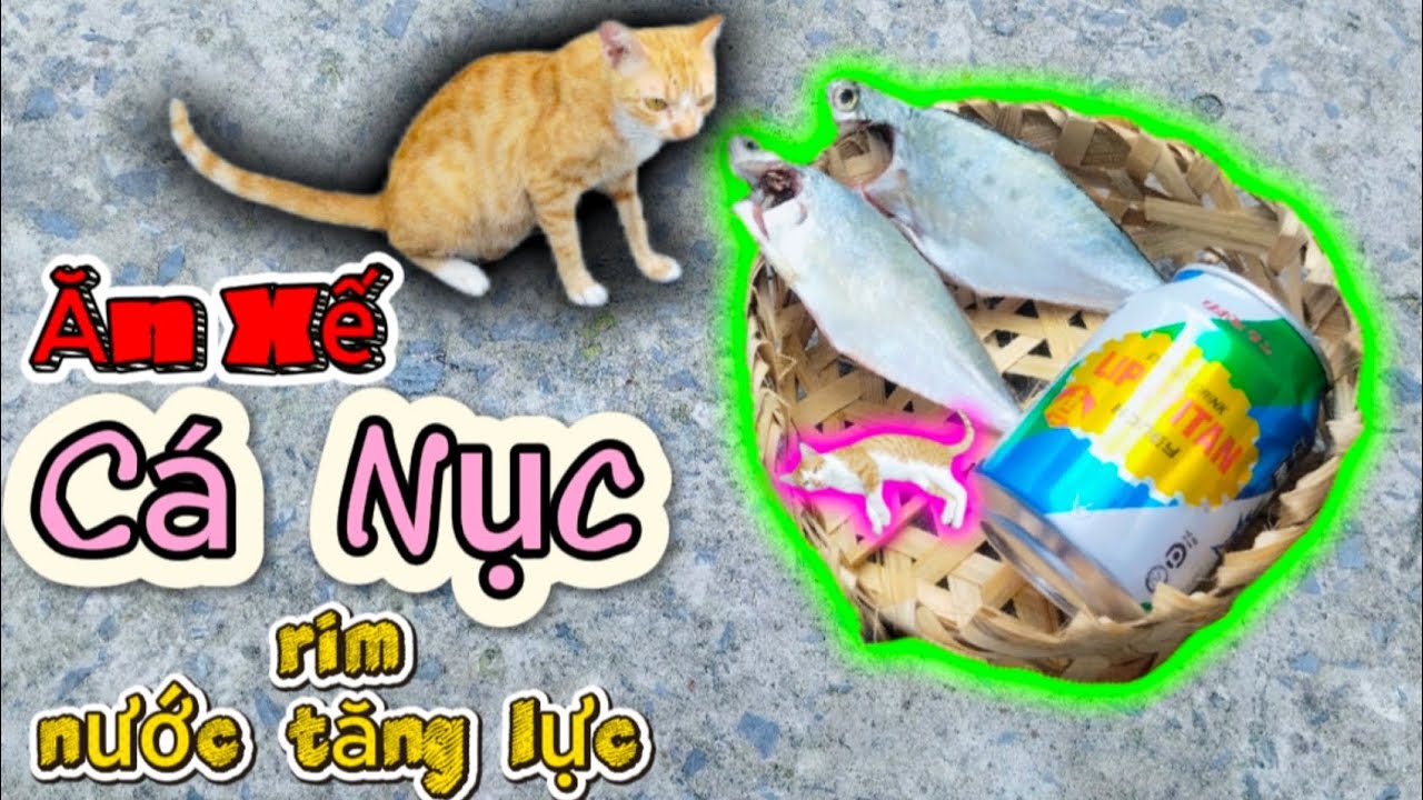  Nước Tăng Lực ướp Cá Nục, mèo con đứng nhìn, mèo Mẹ ăn từ từ vì quá thơm.
