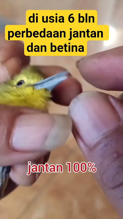 ciri ciri sirtu jantan dan betina muda #burung #kicaumania #sirtumania