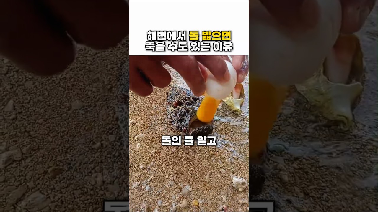 해변에서 돌 밟으면 죽을 수도 있는 이유