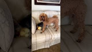 Cute dog and puppy play time  #dog #doggo #cutedog #dogpuppy #poodlelife #yorkie