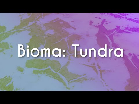 Vídeo: Tundra e vegetação floresta-tundra