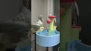 앵이들 목욕하는 날 #왕관앵무 #왕관앵무새 #cockatiel #cockatiels #parrot #parrots