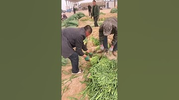 unique process for cutting harvested spring onions #shorts