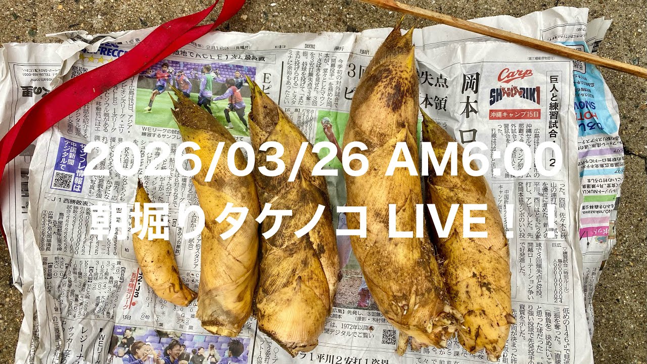 2026/03/26 AM6:00 LIVE! Freshly dug bamboo shoots from our own