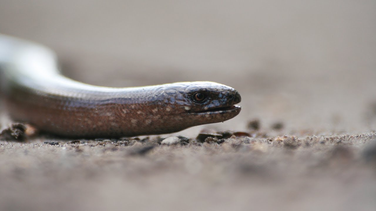Vaskuss - jalgadeta sisalik | Slow worm, Anguis fragilis