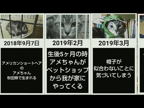 我が家の猫達の生い立ちをまとめてみた！【人生・思い出】#201