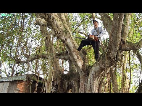 Video Cưa Cây Gừa Cổ Thụ Nơi Tâm Linh / Sawing the Ancient... - youtube
