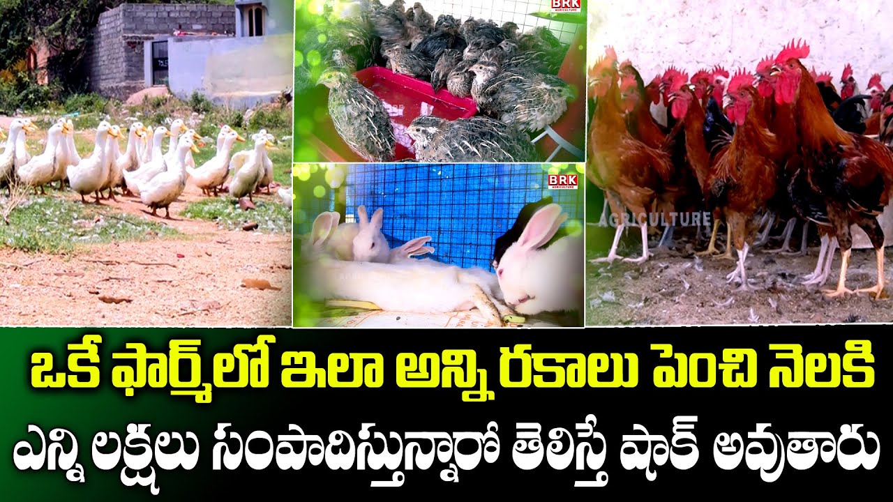 ఒకే ఫార్మ్ లో అన్ని రకాలు పెంచుతూ నెలకి లక్షల్లో సంపాదన...  || VAGMAHI  FAME || @BRKRythuAnna