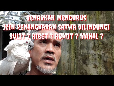 Video: Cara Menjaga Kakatua Burung Nuri