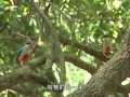公共電視 我們的島─遇見八色鳥