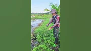 Cách câu cá khi bị móm quá lâu #caucaloc #snakeheadfishing #huynhvananfishing #cauca