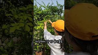 홈캠핑에도 안성맞춤! 앞마당 캠핑장에서 해먹는 봄나물 안성탕면 #농심 #안성탕면 #순하군안성탕면 #캠핑에도안성맞춤 #해물안성탕면 #농심먹플루언서 #마당캠핑