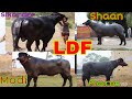 #Dairyfarm #Murrah   Lakshmi Dairy Farm || All Bull 🥇🏆 Modi🏅Sikander Shaan Rana🚩|| TOP BULL