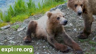 Grazer Owns the Falls \& Fights for Dominance | Best of Bear Cam