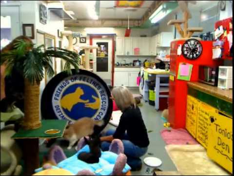 cage free vs organic eggs Evening & Cheri & Sonja Show 5-26-2013