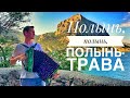 ПОЛЫНЬ - ТРАВА ПОД ГАРМОНЬ || ОТ ПЕСНИ СЕРДЦЕ СЖИМАЕТСЯ || НА БЕРЕГУ МОРЯ || ТОЧНО, ПЕСНЯ ДЛЯ ДУШИ