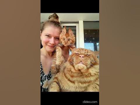 Мейн кун.Кот Джокер и наша дружная семья Фомичевых. - YouTube