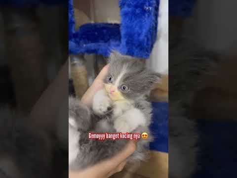 KUCING AYANG BARU