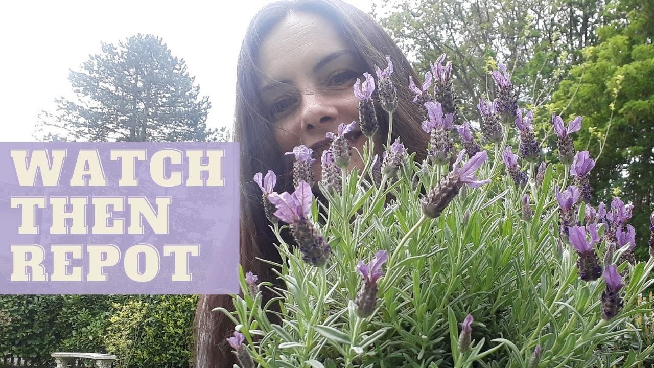 LAVENDER PROBLEMS | Transplanting Lavender Seedlings | What is Wrong ...