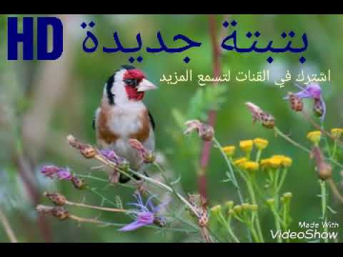 بتبتة حسون رووووعة