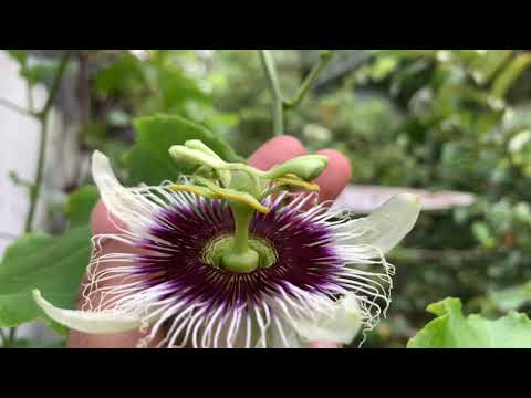 I love growing passion fruits | KS garden | gardening is my passion