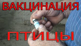 Вакцинация птицы | Как правильно вакцинировать?