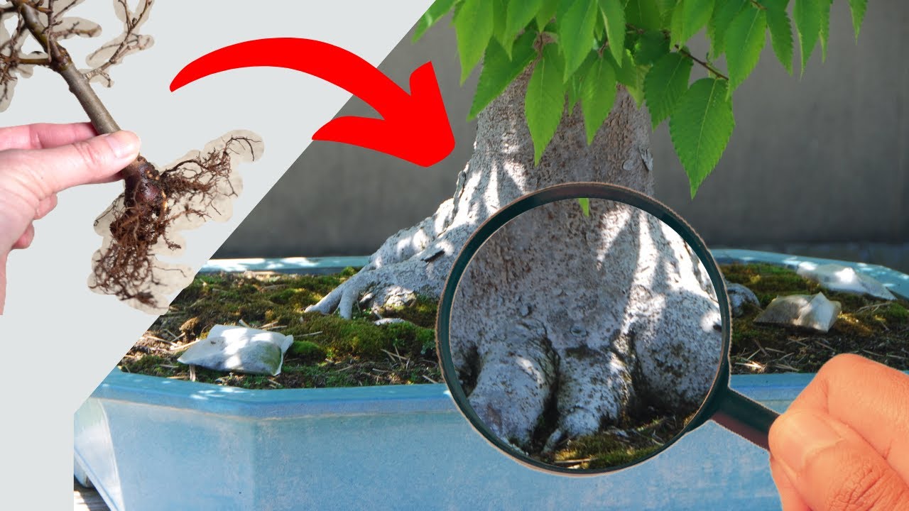 Идеальный небари, идеальный бонсай: вот как это делается