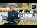 Editing bird photos tips  techniques with emilie talpin