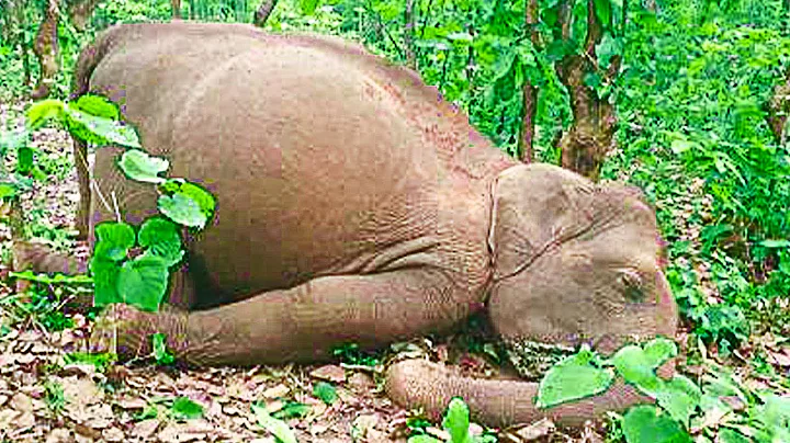 Elephant herd travel 12 hours to mourn human who r...
