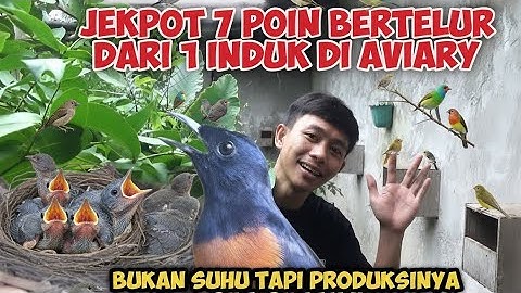 SUCCES!! Ooit werd een Murai Batu die 7 eieren legde onderschat, nu is de Murai in haar volière c...