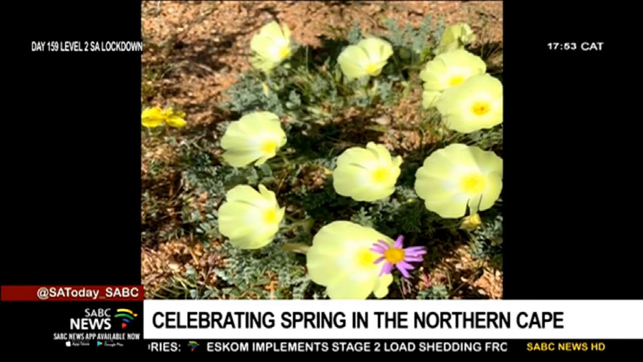 Spring Day I Blooming flowers stretch the Wild Flower Capital of Namaqualand