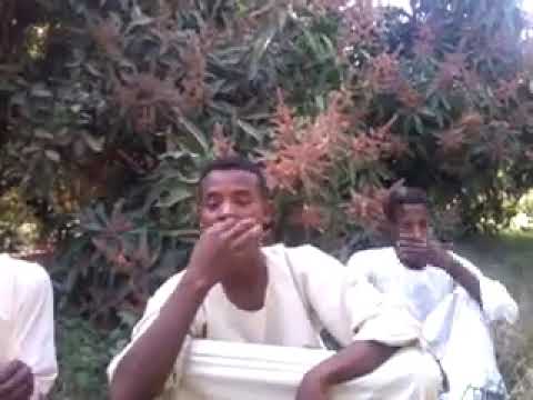 شاعر سوداني يبدع في وصف دكتوره انصاريه