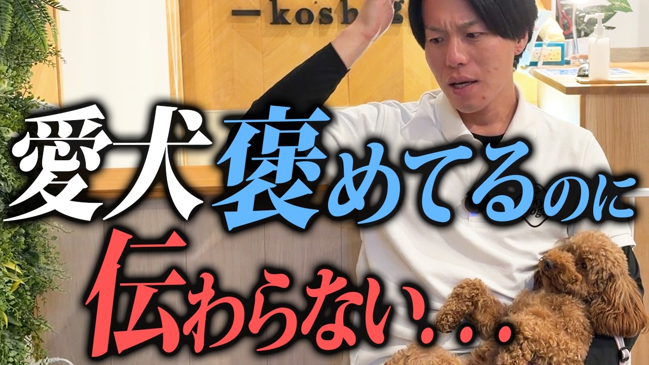 【9割が勘違い】愛犬を褒めても伝わらない飼い主の特徴5選を警察犬ドッグトレーナーが本気解説