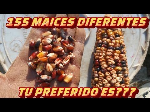 MIRA ESTE ASERVO DE MAICES, somos hijos del maíz, MANIFESTACIÓN CULTURAL