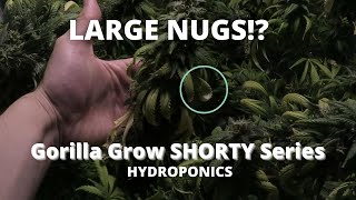 OGeez: Largest Nugs I've Ever Grown