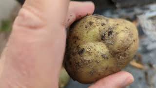 * HOW I SCAB POTOES for FALL PLANTING * (Fall 2022) @Pigearvet