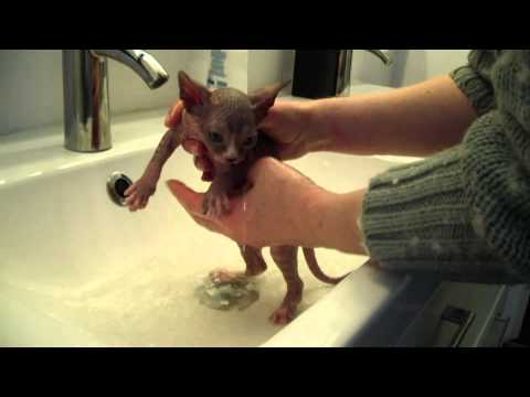 Video: Hur Man Väljer En Don Sphynx Kattunge